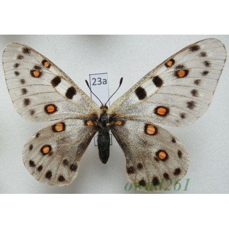 Parnassius apollonius poseidon Bryk & Eisner, 1934 female Uzbekistan23a